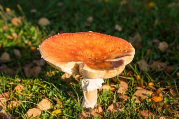Mushroom closeup view in autumn season 