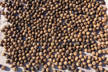 Walnut as background. Harvest from  garden
