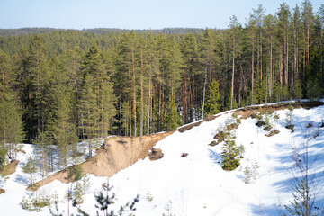 Obraz na płótnie Canvas winter pine forest and sand