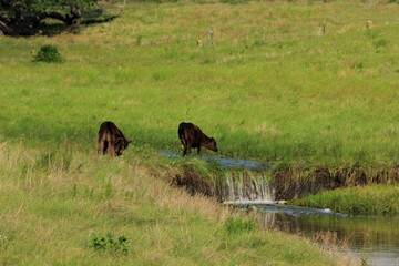 Calves  in a green pasture with a water fall in the spring that's bright and colorful south of Lucas Kansas USA out in the country.