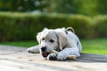 Golden retriever puppy chewing on bone