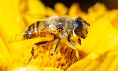 Close up portrait of a bee on a yellow flower.