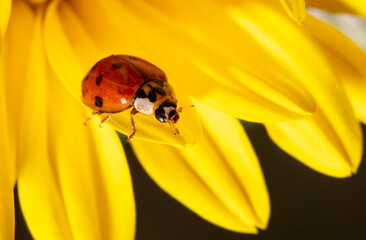 Close-up of a ladybug on a yellow flower.