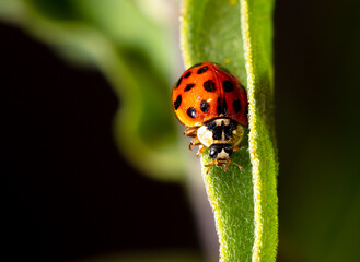 Close-up of a ladybug on a green leaf.