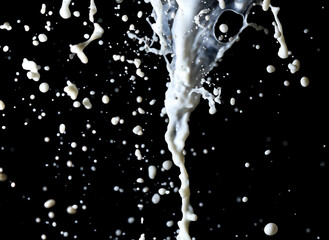 Fototapeta na wymiar Splashes of white milk isolated on a black background.