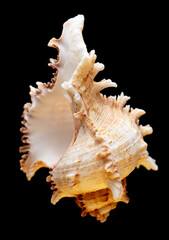 Fototapeta premium Seashell isolated on black background. Subject