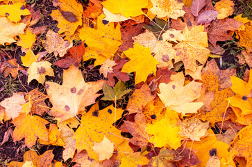 Fototapeta na wymiar Autumn maple leaves in the park.
