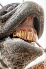 Close-up of a smiling zebra