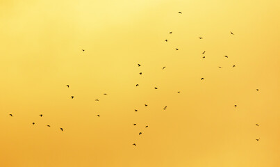 A flock of birds in the golden sky.