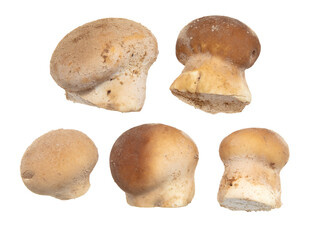 Close-up of a mushroom raincoat isolated on a white