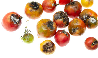 Rotten tomatoes with mold isolated over white.