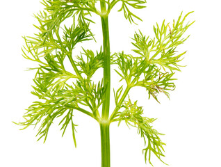 Green dill isolated on a white background.