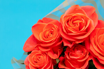 Rose flowers isolated on blue background.