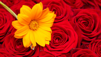 Yellow flower on a background of red roses.