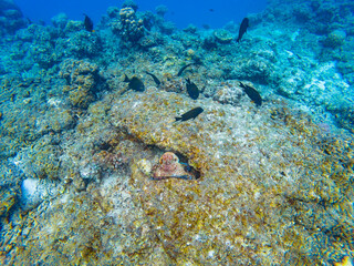 Underwater photography of Maldivian fishes near Olhuveli island, Maldives