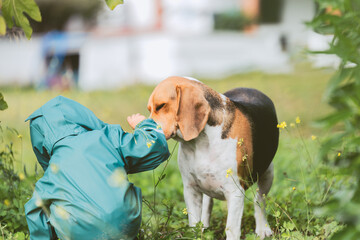 Child and beagle