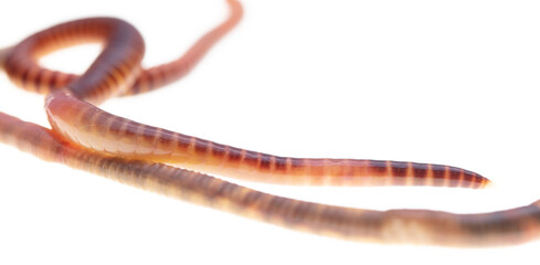 Earthworm on a white background.