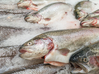 Trout fish in ice on the counter