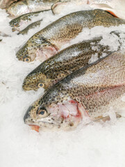 Trout fish in ice on the counter