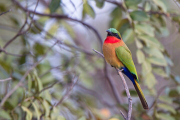 Red-throated Bee-eater (Merops bulocki), perched on a bush, Gambia.