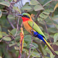 Red-throated Bee-eater (Merops bulocki), perched on a bush, Gambia.