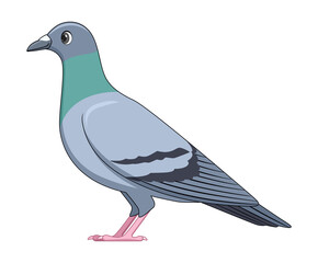 Common pigeon bird on a white background