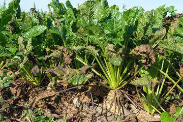 Sugar beet plantation in the summer sun. Ripe and ready to harvest sugar beet root