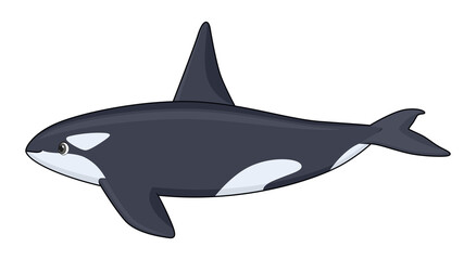 Fototapeta premium Killer whale fish on a white background