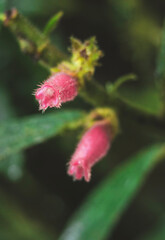 macro of a pink flower