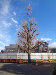 Obraz premium winter in the park