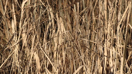 background of dry tall light brown grass, natural landscape lines for design use, beige color in nature reflecting sunlight dried grass straws
