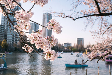 Cherry blossoms and people rowing boats on Shinobazu Pond in Ueno Park, Tokyo,...