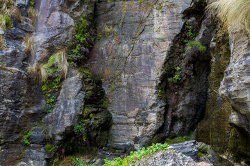 moss and ferns on rock