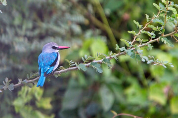 Obraz premium Woodland Kingfisher, (Halcyon senegalensis), perched on a branch, Gambia.