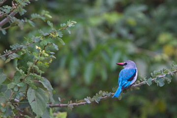 Woodland Kingfisher, (Halcyon senegalensis), perched on a branch, Gambia.