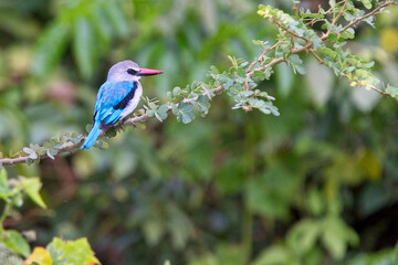 Woodland Kingfisher, (Halcyon senegalensis), perched on a branch, Gambia.