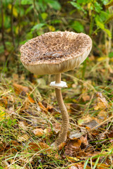 Vertical shot with the focus on lonely parasol mushroom (Macrolepiota Procera) with a big cap and long stem growing in beautiful autumn (fall) scenery