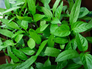 green leaves of chili seedlings