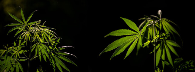 Gorgeous panorama of cannabis blooming in the southern region.Openwork hemp branches in the sun.In the backlight, an attractive, popular plant.