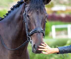 Fototapeta premium Portrait of a sporty bay red horse with a bridle and female hand.