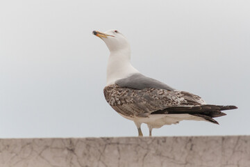 graue Möwe