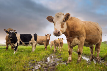 Green meadow with fresh grass. Herd of cows grazing grass. Haze in the background and cloudy sky, Selective focus. Agriculture background. West of Ireland