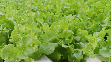 Hydroponic freshness vegetable in a garden, commercial farming Offers a Path Toward a Sustainable, advertisement backgrounds