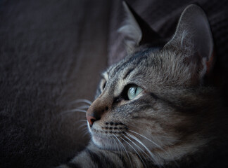 Portrait of a tabby cat with green eyes on a brown background. Arabian Mau breed. 