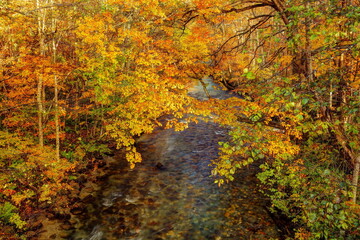錦秋の奥入瀬渓流