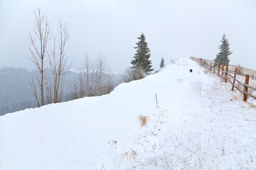 Obraz premium Bare trees on the mountain slope covered with snow; wooden fence across frozen pasture; mountains and spruce forest in the mist of snowfall. Ukraine, Carpathians.