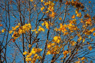 blue sky yellow maple two crows Butovo Moscow Park 2016