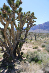 joshua tree national park