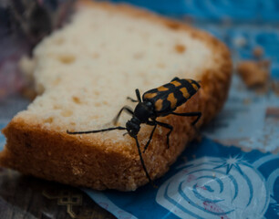 beetle on a piece of bread beetle eats the forest lake Vysokovskiy Leningrad oblast August 2014