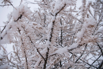 larch branches in the snow beginning of winter 2016